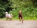 Hundefreunde_Marburg_Hunde_Freunde_Gassi_Gemeinsam_Spazierengehen_Langhaarcollie_Collie_Border_Mischling_Dobermann_Spencer (73)