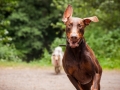 Hundefreunde_Marburg_Hunde_Freunde_Gassi_Gemeinsam_Spazierengehen_Langhaarcollie_Collie_Border_Mischling_Dobermann_Spencer (76)