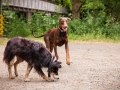 Hundefreunde_Marburg_Hunde_Freunde_Gassi_Gemeinsam_Spazierengehen_Langhaarcollie_Collie_Border_Mischling_Dobermann_Spencer (78)