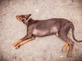 Hundefreunde_Marburg_Hunde_Freunde_Gassi_Gemeinsam_Spazierengehen_Langhaarcollie_Collie_Border_Mischling_Dobermann_Spencer (88)