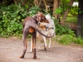 Hundefreunde_Marburg_Hunde_Freunde_Gassi_Gemeinsam_Spazierengehen_Langhaarcollie_Collie_Border_Mischling_Dobermann_Spencer (89)