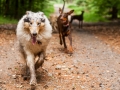 Hundefreunde_Marburg_Hunde_Freunde_Gassi_Gemeinsam_Spazierengehen_Langhaarcollie_Collie_Border_Mischling_Dobermann_Spencer (9)