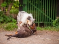 Hundefreunde_Marburg_Hunde_Freunde_Gassi_Gemeinsam_Spazierengehen_Langhaarcollie_Collie_Border_Mischling_Dobermann_Spencer (92)