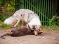 Hundefreunde_Marburg_Hunde_Freunde_Gassi_Gemeinsam_Spazierengehen_Langhaarcollie_Collie_Border_Mischling_Dobermann_Spencer (93)