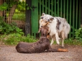 Hundefreunde_Marburg_Hunde_Freunde_Gassi_Gemeinsam_Spazierengehen_Langhaarcollie_Collie_Border_Mischling_Dobermann_Spencer (96)