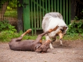 Hundefreunde_Marburg_Hunde_Freunde_Gassi_Gemeinsam_Spazierengehen_Langhaarcollie_Collie_Border_Mischling_Dobermann_Spencer (97)