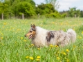 Hundefreunde_Marburg_Gassi_Treffen_Hund_Hunde_Freunde_Coelbe_Spaziergang (125).jpg