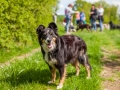 Hundefreunde_Marburg_Gassi_Treffen_Hund_Hunde_Freunde_Coelbe_Spaziergang (33).jpg