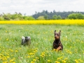 Hundefreunde_Marburg_Gassi_Treffen_Hund_Hunde_Freunde_Coelbe_Spaziergang (91).jpg