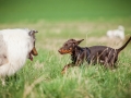 Hundefreunde_Marburg_Hundefotografie_Tierfotografie_HemlepFotografie_Gassi_Spaziergang_Hund_Coelbe_MR_Spass_Gruppe_Hunde (13).jpg