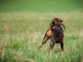 Hundefreunde_Marburg_Hundefotografie_Tierfotografie_HemlepFotografie_Gassi_Spaziergang_Hund_Coelbe_MR_Spass_Gruppe_Hunde (14).jpg