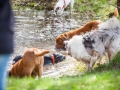 Hundefreunde_Marburg_Hundefotografie_Tierfotografie_HemlepFotografie_Gassi_Spaziergang_Hund_Coelbe_MR_Spass_Gruppe_Hunde (16).jpg