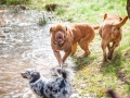 Hundefreunde_Marburg_Hundefotografie_Tierfotografie_HemlepFotografie_Gassi_Spaziergang_Hund_Coelbe_MR_Spass_Gruppe_Hunde (17).jpg