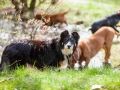 Hundefreunde_Marburg_Hundefotografie_Tierfotografie_HemlepFotografie_Gassi_Spaziergang_Hund_Coelbe_MR_Spass_Gruppe_Hunde (20).jpg