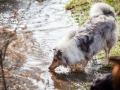 Hundefreunde_Marburg_Hundefotografie_Tierfotografie_HemlepFotografie_Gassi_Spaziergang_Hund_Coelbe_MR_Spass_Gruppe_Hunde (22).jpg