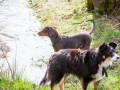 Hundefreunde_Marburg_Hundefotografie_Tierfotografie_HemlepFotografie_Gassi_Spaziergang_Hund_Coelbe_MR_Spass_Gruppe_Hunde (23).jpg