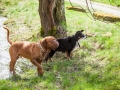 Hundefreunde_Marburg_Hundefotografie_Tierfotografie_HemlepFotografie_Gassi_Spaziergang_Hund_Coelbe_MR_Spass_Gruppe_Hunde (28).jpg