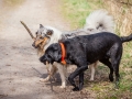 Hundefreunde_Marburg_Hundefotografie_Tierfotografie_HemlepFotografie_Gassi_Spaziergang_Hund_Coelbe_MR_Spass_Gruppe_Hunde (33).jpg