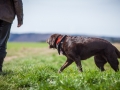 Hundefreunde_Marburg_Hundefotografie_Tierfotografie_HemlepFotografie_Gassi_Spaziergang_Hund_Coelbe_MR_Spass_Gruppe_Hunde (35).jpg