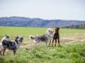 Hundefreunde_Marburg_Hundefotografie_Tierfotografie_HemlepFotografie_Gassi_Spaziergang_Hund_Coelbe_MR_Spass_Gruppe_Hunde (36).jpg