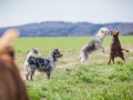 Hundefreunde_Marburg_Hundefotografie_Tierfotografie_HemlepFotografie_Gassi_Spaziergang_Hund_Coelbe_MR_Spass_Gruppe_Hunde (37).jpg