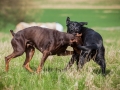 Hundefreunde_Marburg_Hundefotografie_Tierfotografie_HemlepFotografie_Gassi_Spaziergang_Hund_Coelbe_MR_Spass_Gruppe_Hunde (4).jpg