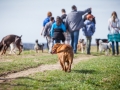 Hundefreunde_Marburg_Hundefotografie_Tierfotografie_HemlepFotografie_Gassi_Spaziergang_Hund_Coelbe_MR_Spass_Gruppe_Hunde (44).jpg