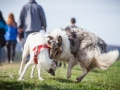 Hundefreunde_Marburg_Hundefotografie_Tierfotografie_HemlepFotografie_Gassi_Spaziergang_Hund_Coelbe_MR_Spass_Gruppe_Hunde (48).jpg