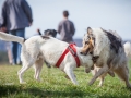 Hundefreunde_Marburg_Hundefotografie_Tierfotografie_HemlepFotografie_Gassi_Spaziergang_Hund_Coelbe_MR_Spass_Gruppe_Hunde (49).jpg
