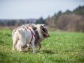 Hundefreunde_Marburg_Hundefotografie_Tierfotografie_HemlepFotografie_Gassi_Spaziergang_Hund_Coelbe_MR_Spass_Gruppe_Hunde (52).jpg