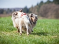 Hundefreunde_Marburg_Hundefotografie_Tierfotografie_HemlepFotografie_Gassi_Spaziergang_Hund_Coelbe_MR_Spass_Gruppe_Hunde (53).jpg
