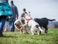 Hundefreunde_Marburg_Hundefotografie_Tierfotografie_HemlepFotografie_Gassi_Spaziergang_Hund_Coelbe_MR_Spass_Gruppe_Hunde (55).jpg