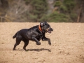 Hundefreunde_Marburg_Hundefotografie_Tierfotografie_HemlepFotografie_Gassi_Spaziergang_Hund_Coelbe_MR_Spass_Gruppe_Hunde (56).jpg