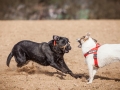 Hundefreunde_Marburg_Hundefotografie_Tierfotografie_HemlepFotografie_Gassi_Spaziergang_Hund_Coelbe_MR_Spass_Gruppe_Hunde (57).jpg