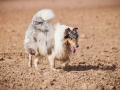 Hundefreunde_Marburg_Hundefotografie_Tierfotografie_HemlepFotografie_Gassi_Spaziergang_Hund_Coelbe_MR_Spass_Gruppe_Hunde (65).jpg