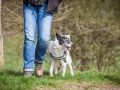 Hundefreunde_Marburg_Hundefotografie_Tierfotografie_HemlepFotografie_Gassi_Spaziergang_Hund_Coelbe_MR_Spass_Gruppe_Hunde (68).jpg