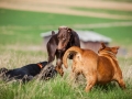 Hundefreunde_Marburg_Hundefotografie_Tierfotografie_HemlepFotografie_Gassi_Spaziergang_Hund_Coelbe_MR_Spass_Gruppe_Hunde (7).jpg