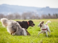 Hundefreunde_Marburg_Hundefotografie_Tierfotografie_HemlepFotografie_Gassi_Spaziergang_Hund_Coelbe_MR_Spass_Gruppe_Hunde (71).jpg