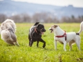 Hundefreunde_Marburg_Hundefotografie_Tierfotografie_HemlepFotografie_Gassi_Spaziergang_Hund_Coelbe_MR_Spass_Gruppe_Hunde (72).jpg