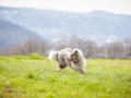 Hundefreunde_Marburg_Hundefotografie_Tierfotografie_HemlepFotografie_Gassi_Spaziergang_Hund_Coelbe_MR_Spass_Gruppe_Hunde (74).jpg