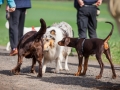 Hundefreunde_Marburg_Hundefotografie_Tierfotografie_HemlepFotografie_Gassi_Spaziergang_Hund_Coelbe_MR_Spass_Gruppe_Hunde (8).jpg