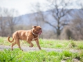 Hundefreunde_Marburg_Hundefotografie_Tierfotografie_HemlepFotografie_Gassi_Spaziergang_Hund_Coelbe_MR_Spass_Gruppe_Hunde (83).jpg