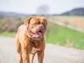 Hundefreunde_Marburg_Hundefotografie_Tierfotografie_HemlepFotografie_Gassi_Spaziergang_Hund_Coelbe_MR_Spass_Gruppe_Hunde (89).jpg