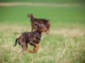 Hundefreunde_Marburg_Hundefotografie_Tierfotografie_HemlepFotografie_Gassi_Spaziergang_Hund_Coelbe_MR_Spass_Gruppe_Hunde (9).jpg