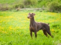 Hundefreunde_Marburg_Hunde_Spaziergang_Treffen_Dobermann_Collie_Windhund_Mischling_Leonberger_Border_Collie_Maggy_Gaia_Spencer_Alice_Mascha_Arya (10).jpg