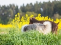 Hundefreunde_Marburg_Hunde_Spaziergang_Treffen_Dobermann_Collie_Windhund_Mischling_Leonberger_Border_Collie_Maggy_Gaia_Spencer_Alice_Mascha_Arya (103).jpg