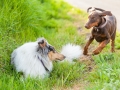 Hundefreunde_Marburg_Hunde_Spaziergang_Treffen_Dobermann_Collie_Windhund_Mischling_Leonberger_Border_Collie_Maggy_Gaia_Spencer_Alice_Mascha_Arya (119).jpg