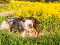 Hundefreunde_Marburg_Hunde_Spaziergang_Treffen_Dobermann_Collie_Windhund_Mischling_Leonberger_Border_Collie_Maggy_Gaia_Spencer_Alice_Mascha_Arya (123).jpg