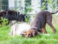 Hundefreunde_Marburg_Hunde_Spaziergang_Treffen_Dobermann_Collie_Windhund_Mischling_Leonberger_Border_Collie_Maggy_Gaia_Spencer_Alice_Mascha_Arya (131).jpg