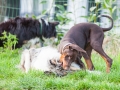 Hundefreunde_Marburg_Hunde_Spaziergang_Treffen_Dobermann_Collie_Windhund_Mischling_Leonberger_Border_Collie_Maggy_Gaia_Spencer_Alice_Mascha_Arya (132).jpg